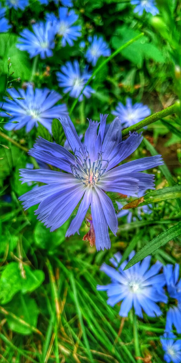 Цико́рий обыкновенный (лат. Cichorium intybus) — многолетнее травянистое растение семейства астровых (Asteraceae).