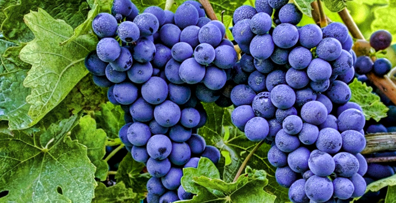 Вред винограда при похудении 