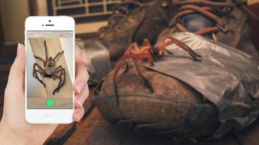 Австралийский аналог Shazam для определения видов пауков и змей
