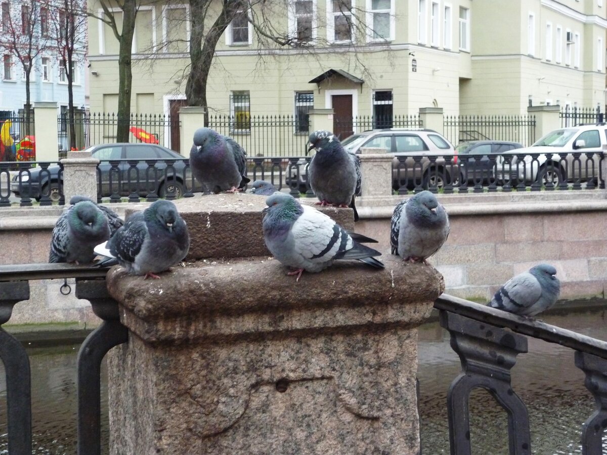 голуби в санкт петербурге