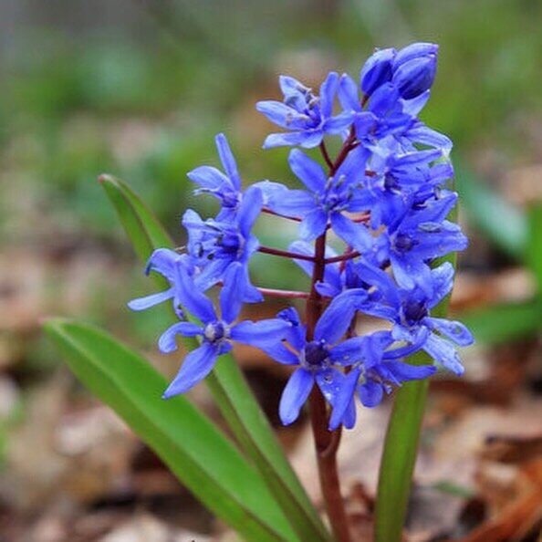 Scilla bifolia, она же пролеска, она же viorea