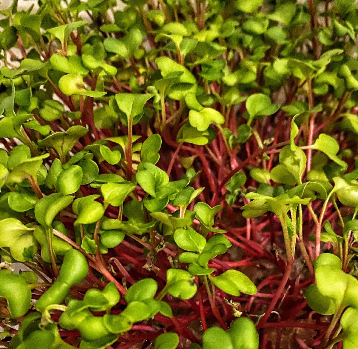 Микро - редис обладает ярким запахом, приятным нежным вкусом, напоминающим взрослое растение 