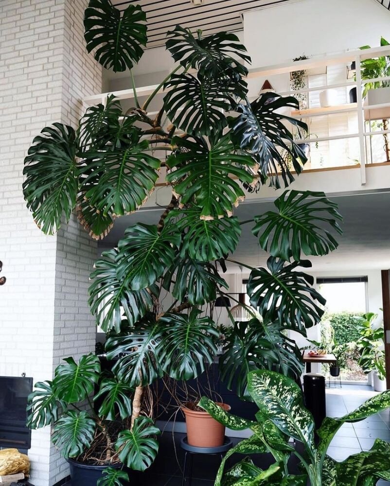 Фото: Instagram @heyhorti