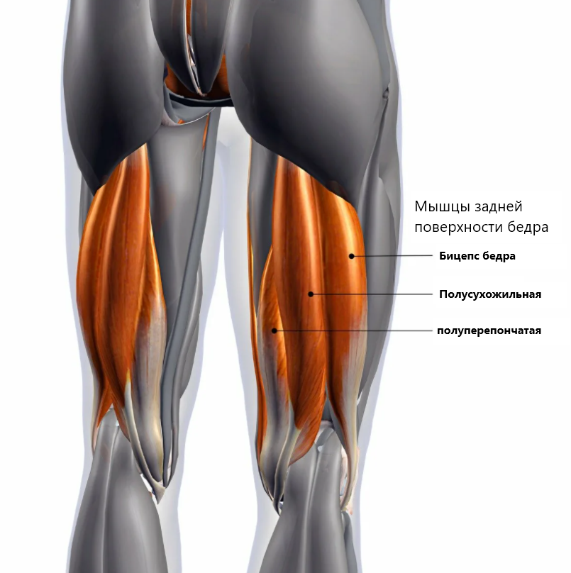 Panatta Leg curling (Заднее бедро лежа). Серия Freeweight HP.