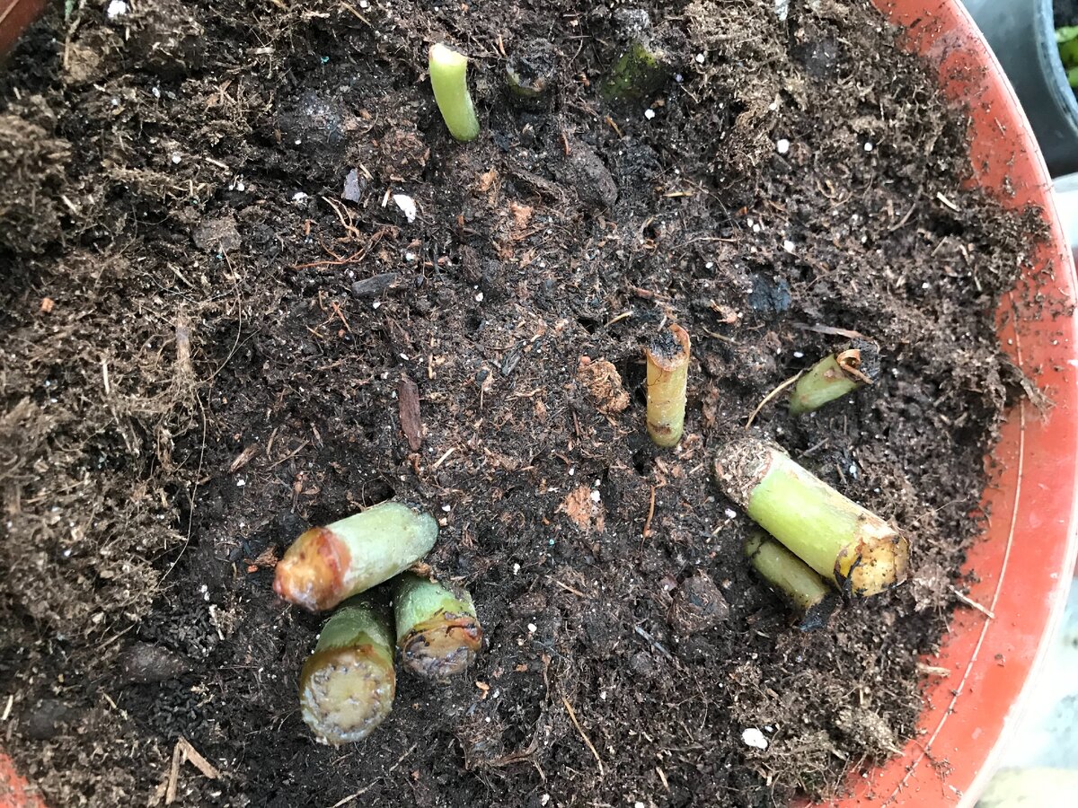 вот такие были пенечки