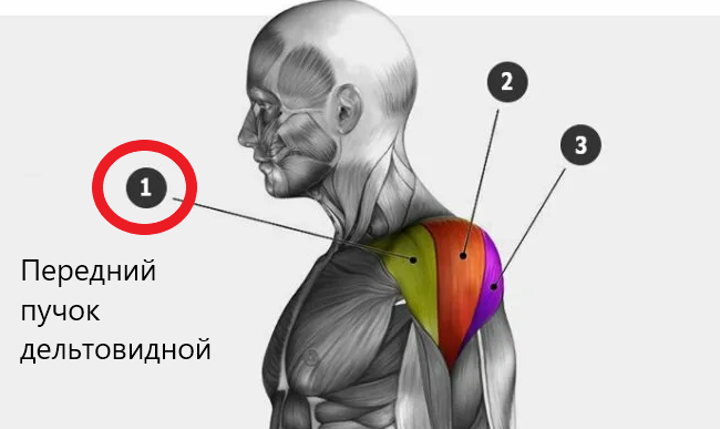 Дельтовидная мышца суставы. Дельтовидная мышца. Задние пучки дельтовидной мышцы функции. Дельты функции мышц. Боль в дельтовидной мышце.