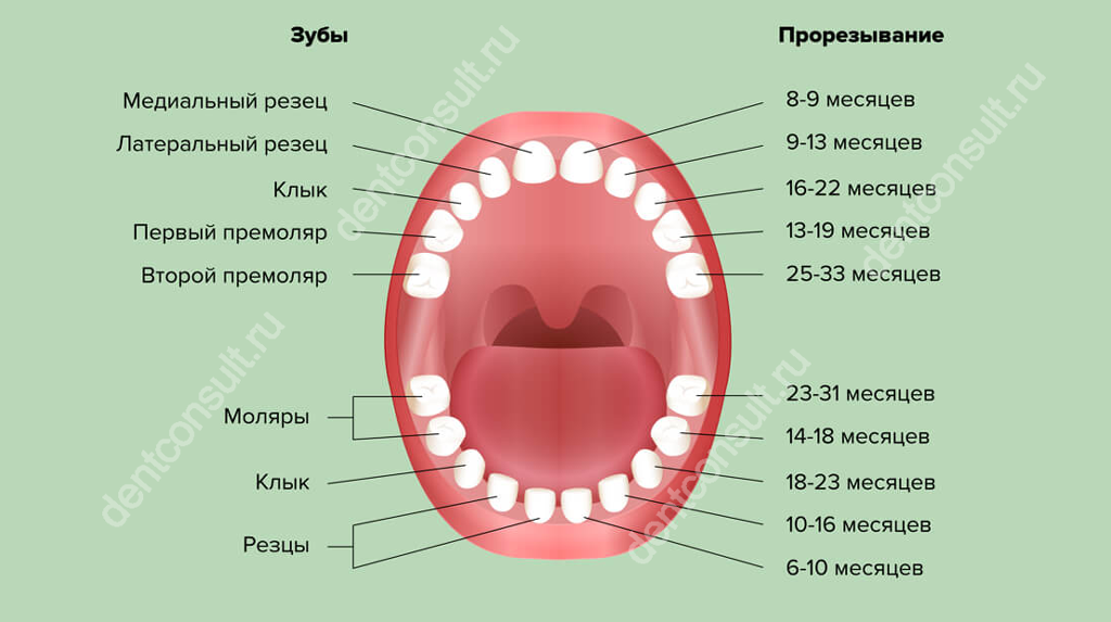Какие зубы молочные а какие нет. Какие зубы молочные а какие нет
