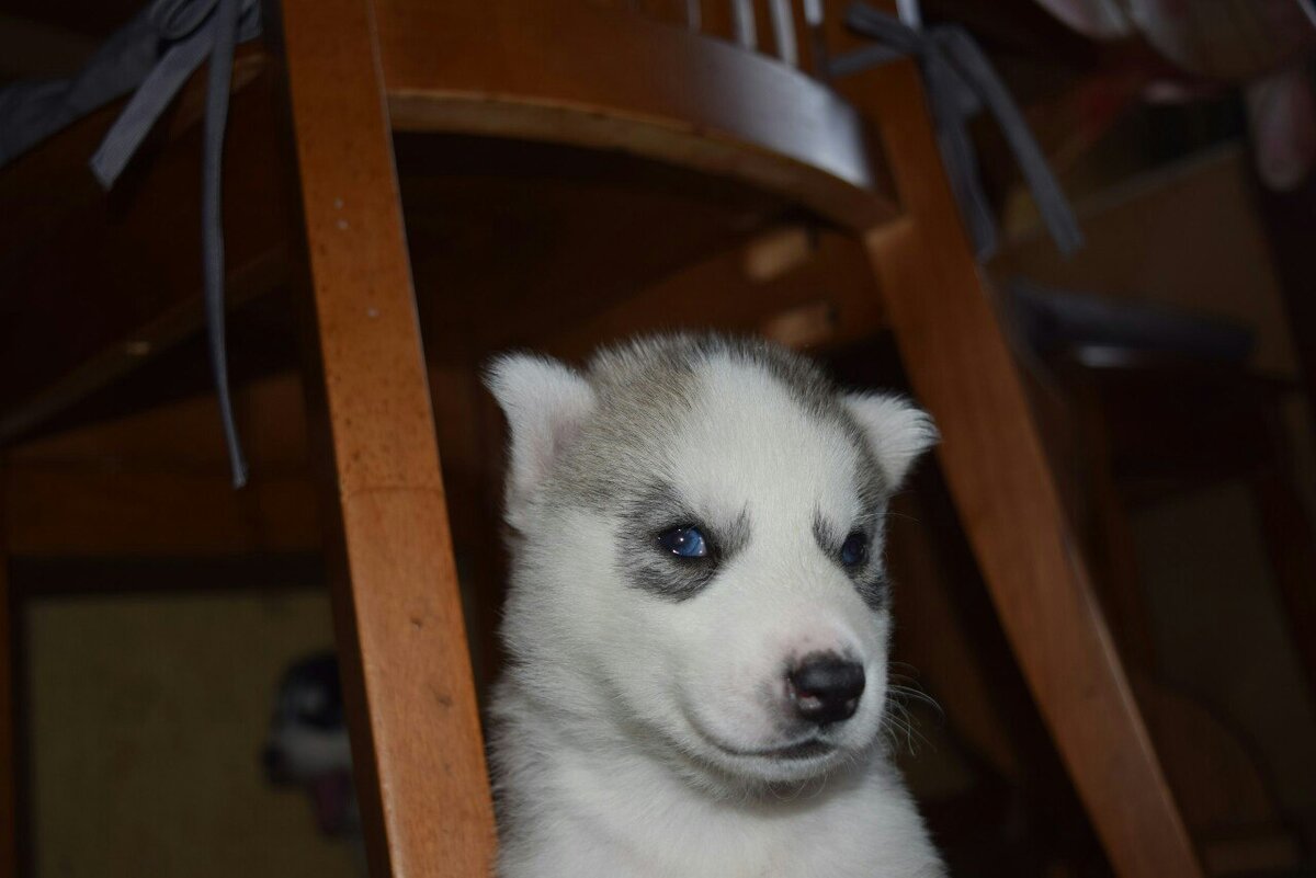 Не ругайся, хозяйка!