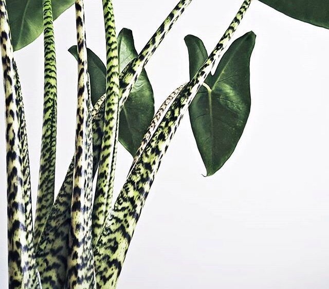 Самое модное растение 2020 года: Алоказия Зебрина