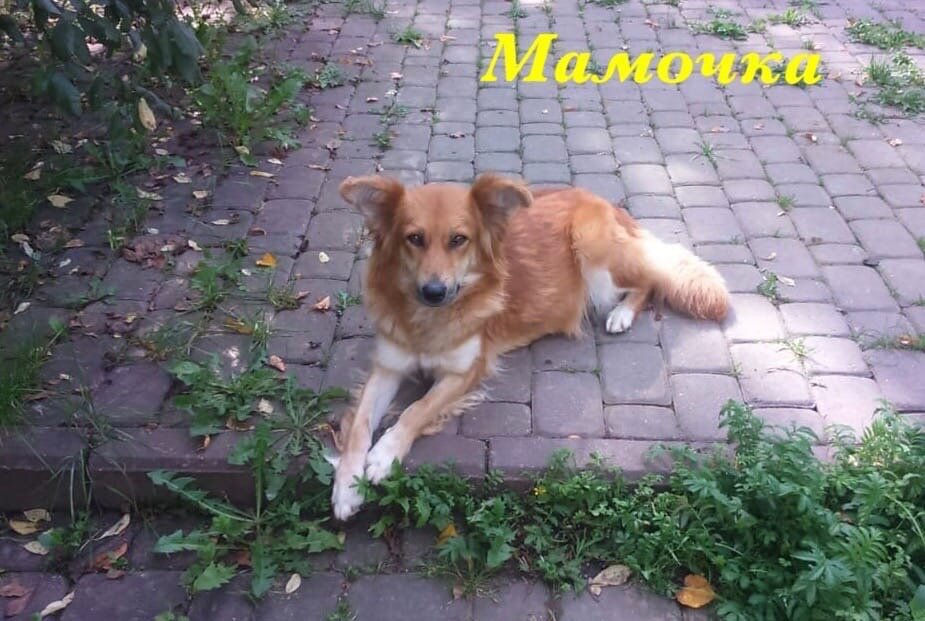 мамочки