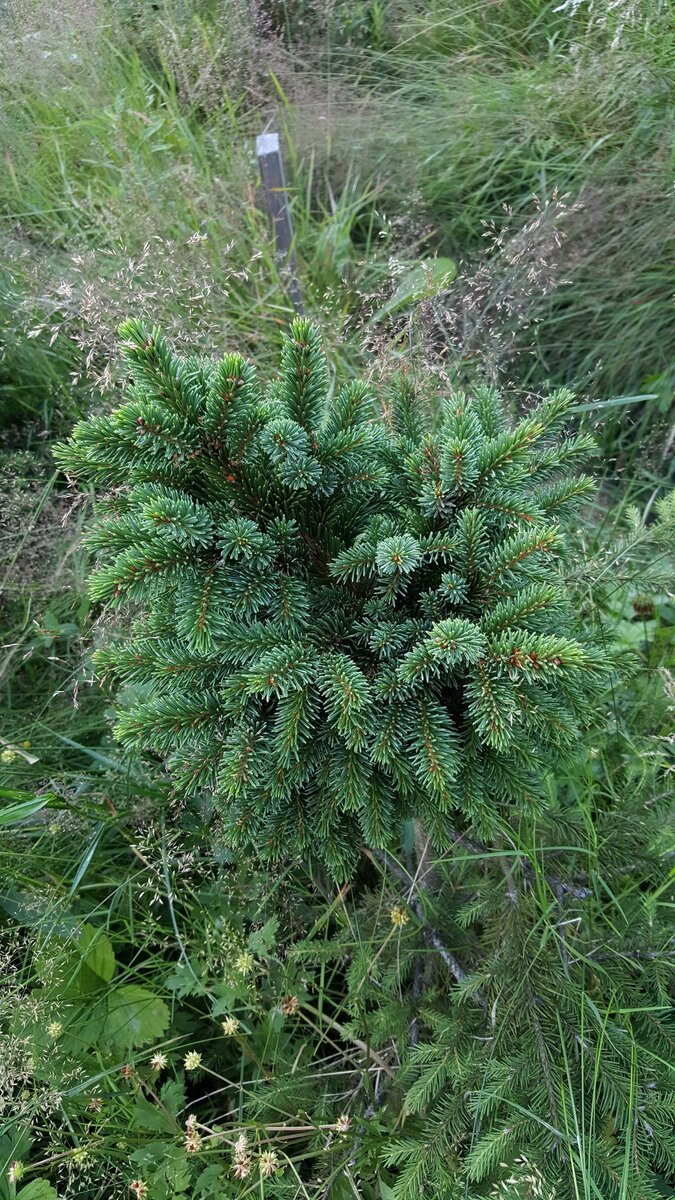 Первая привитая Александром метла.  Фото Елены Мумриной