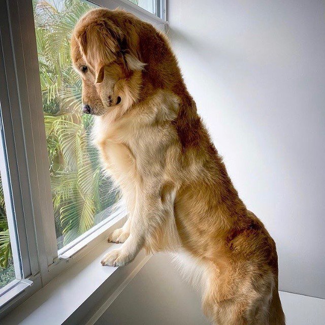  Источник: goldenretrievers