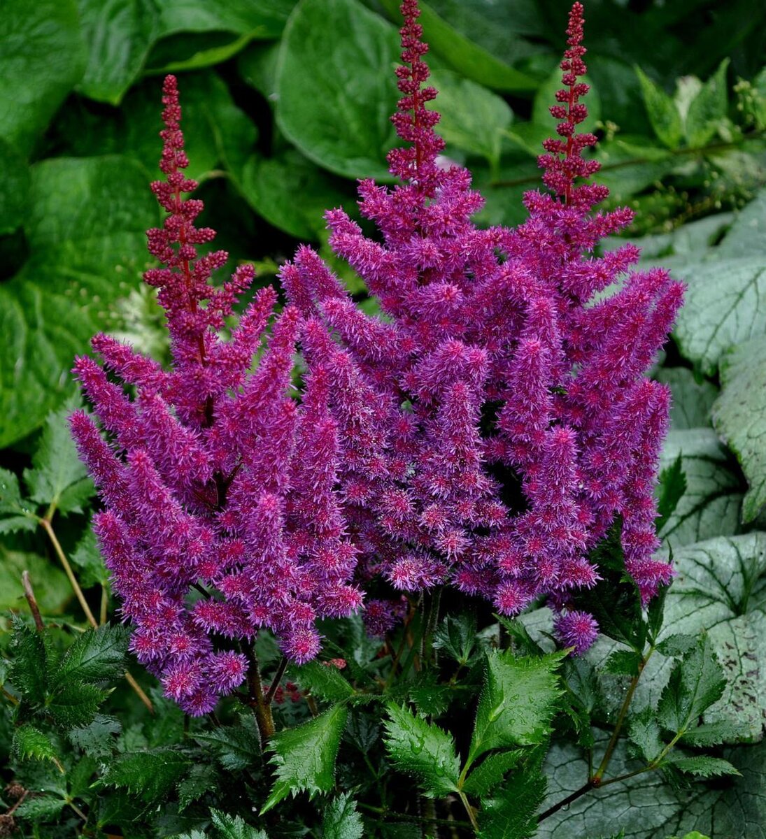 Астильба Блэк энд Блю