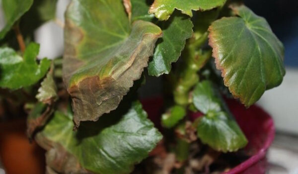 Фото: https://pocvetam.ru/wp-content/uploads/2019/12/1-2.jpg