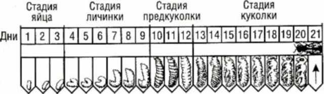 Стадии развития пчелы. Изображение взято с сайта royallib.com