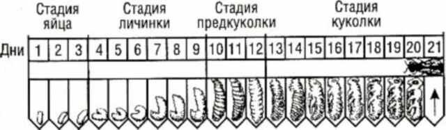 Методы искусственного оплодотворения | Виртус в Тюмени