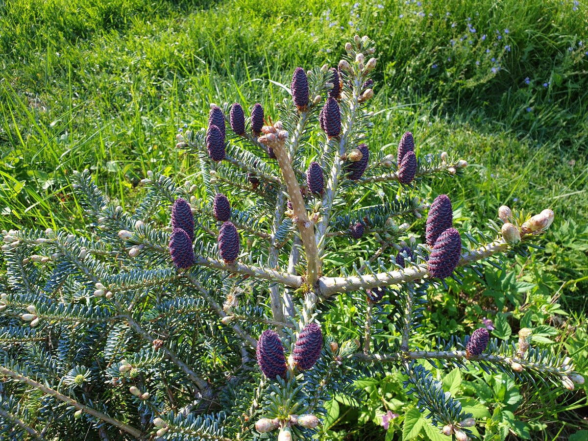 Abies koreana Blue Magic