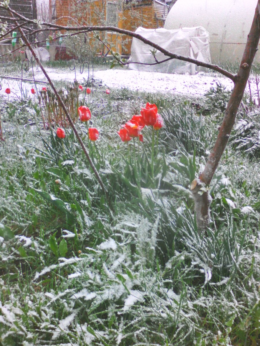 В высоком парнике уже посажены помидоры, а в низком взошли огурцы.