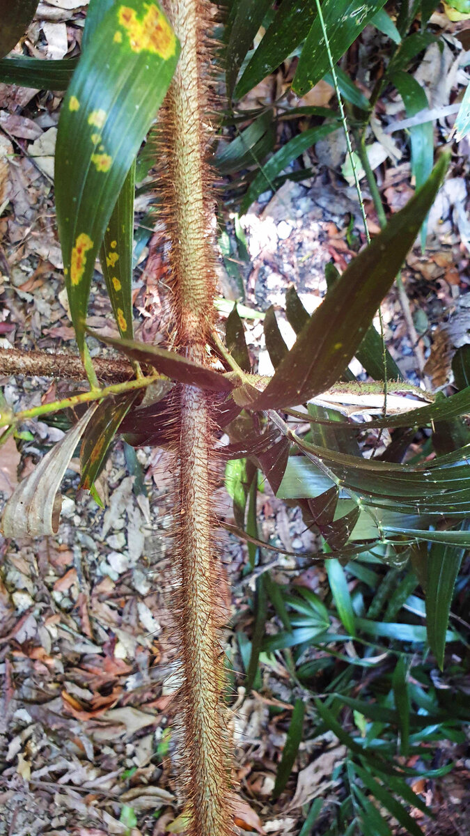 Этот милый пушистик сможет задержать вас в лесу надолго :)