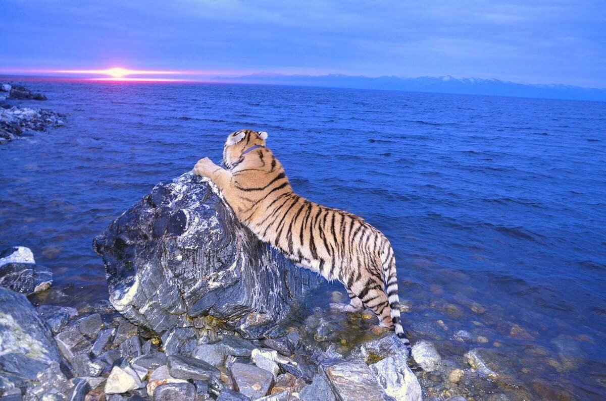  фотографии Дмитрия Кима (@tigers_and_kim)
