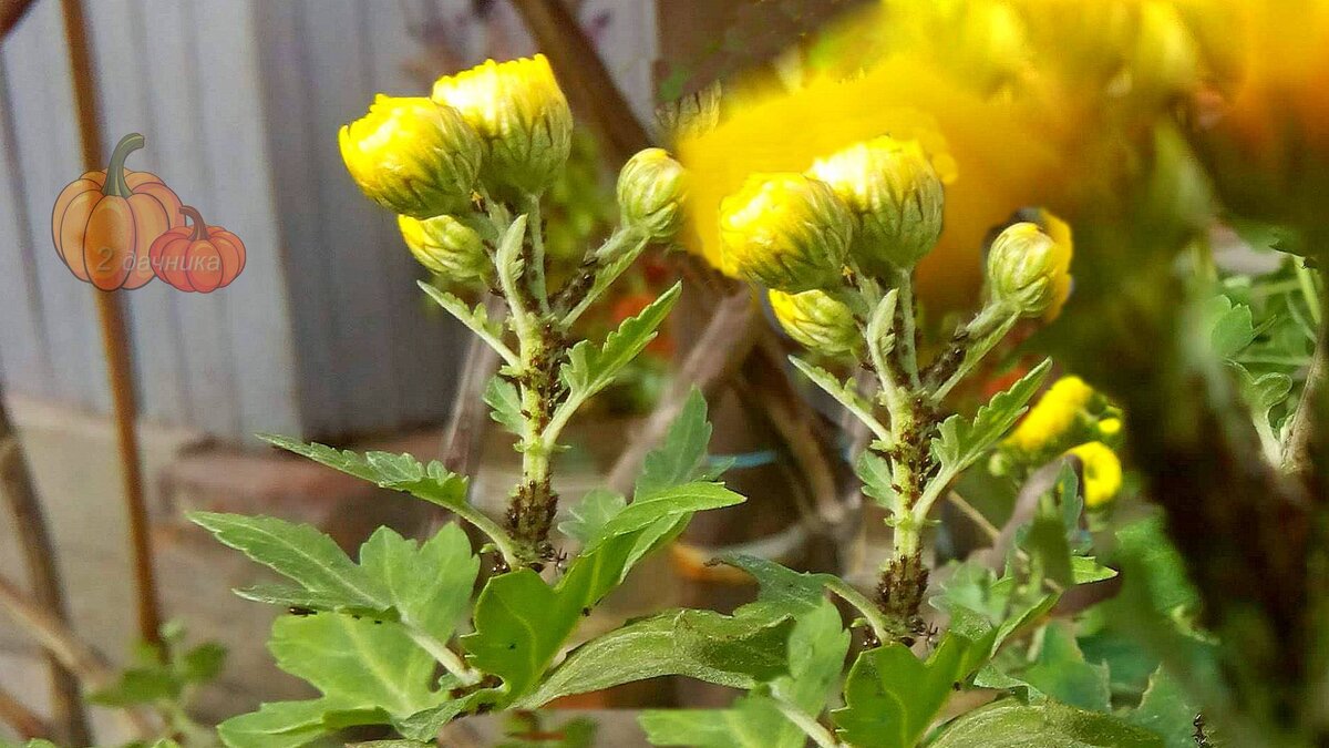 Непрошенные гости. Мы их не звали, а они пришли.