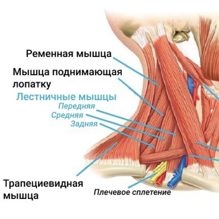 Лестничная мышца как расслабить