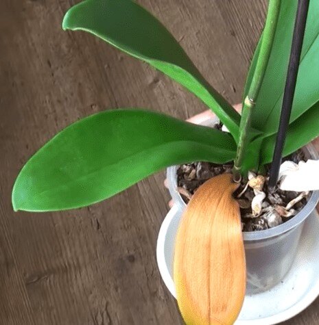 убираем сухое