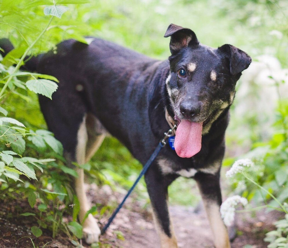 Собака, утратившая какую-нибудь функцию, быстро приспосабливается к своему состоянию.  Общаясь с Реем, Вы никогда не подумаете, что он почти ничего не видит.