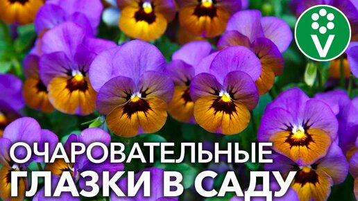 Как вырастить Анютины Глазки Из Семян? Секреты посева виолы от биолога