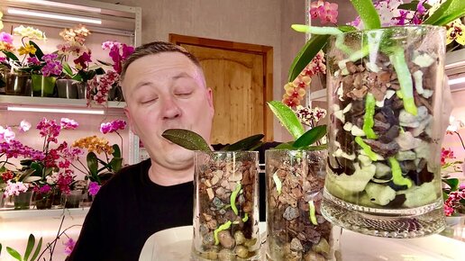 кормим ЛИСТЬЯ ОРХИДЕЙ для роста корней орхидеи в ПИВНЫХ КРУЖКАХ третье кормление