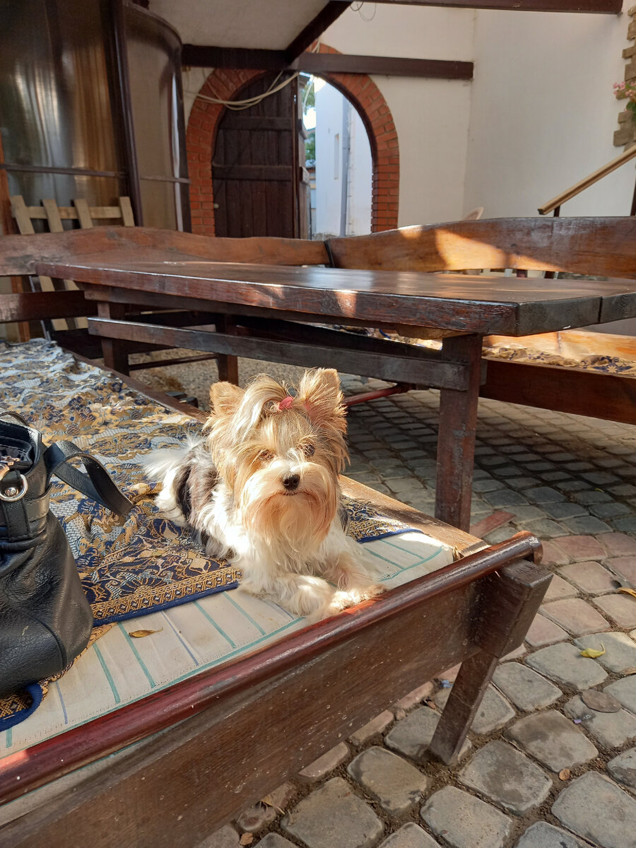 Это моя Соня. Ту собачку я не стала фотографировать...