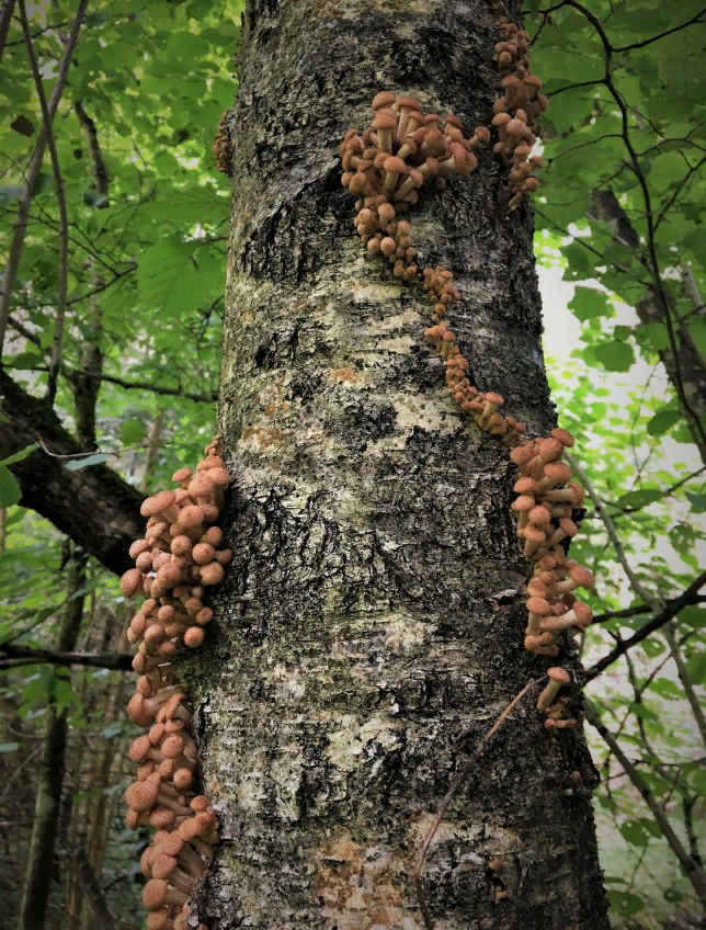 Фото Александр (Провинциал) Смоленская область, Сафоновский р-н. 07.09.2021