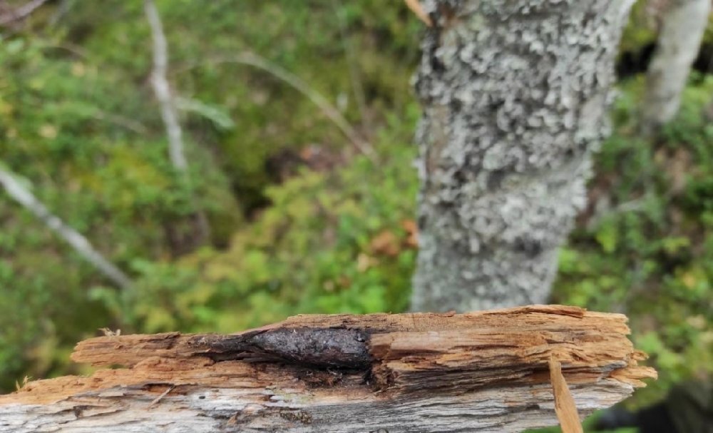 Свидетельства войны в лесах Карелии. Источник: ВК-группа "Военно-исторический центр СЗФО"