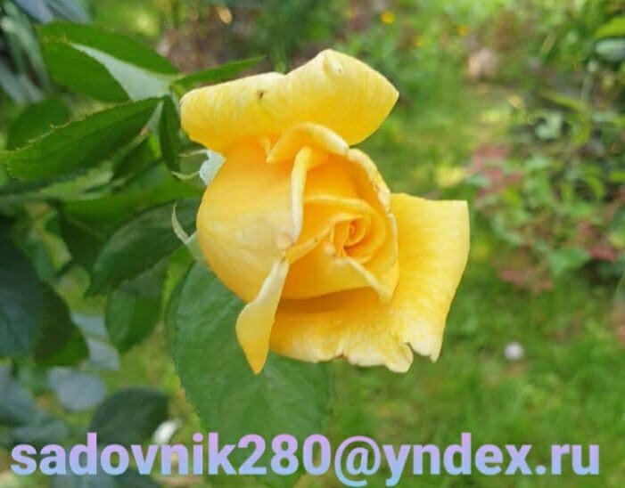 Фото автора Алесад.