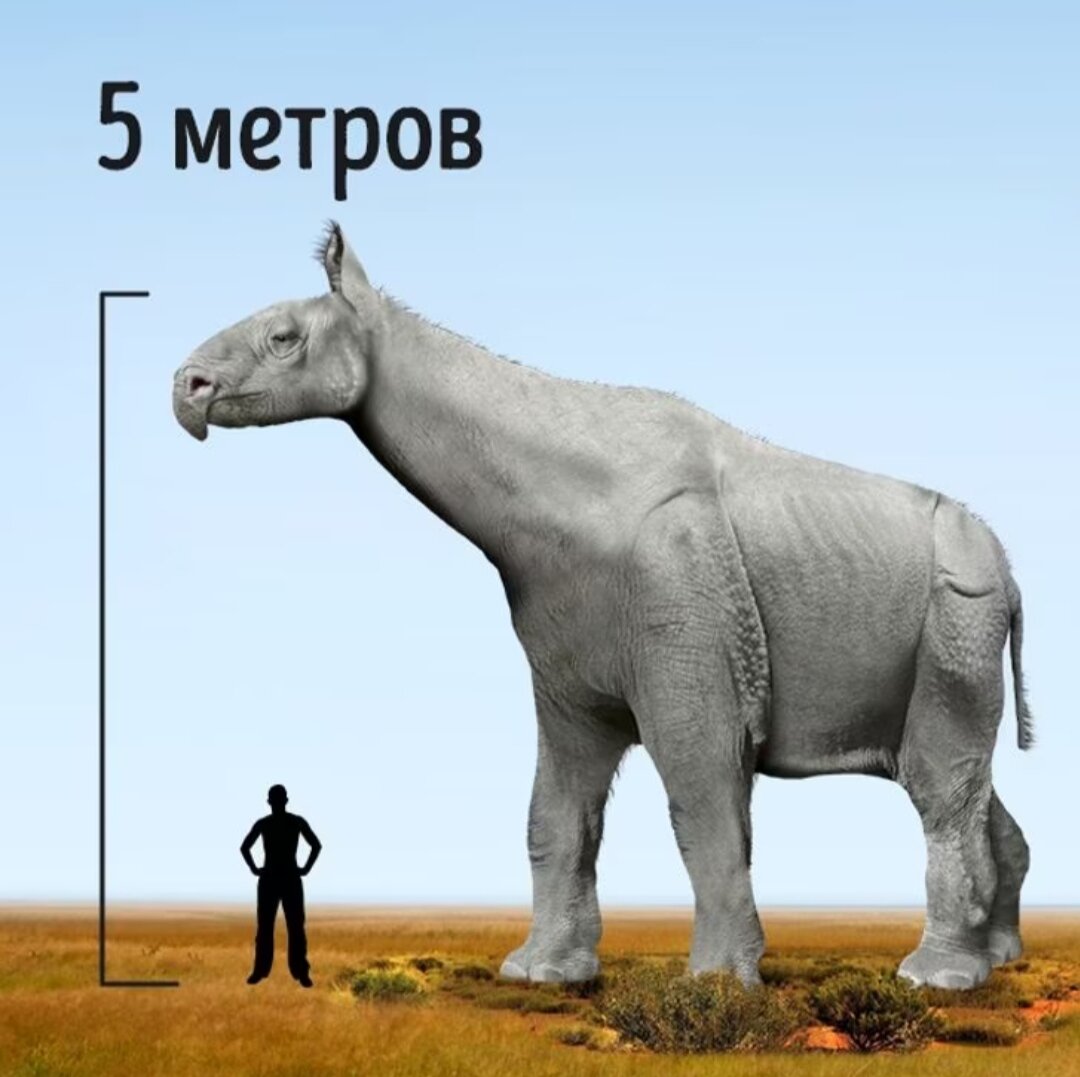 10 метров. Динозавр Индрикотерий. Самые большие животные на земле. Диноцераты. Самое большое сухопутное животное в истории.
