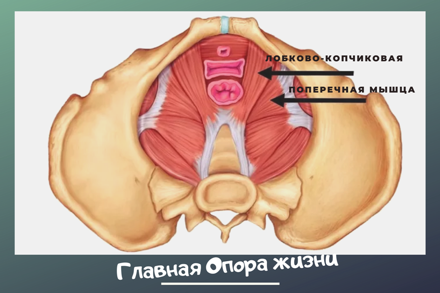 Интимная косметология | Клиника МЦДА | Киев