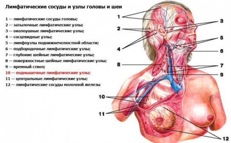 Воспаленные лимфоузлы под мышкой – о чем нас предупреждает организм | ESTET-PORTAL | Дзен