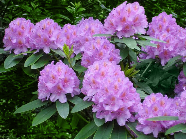 рододендрон