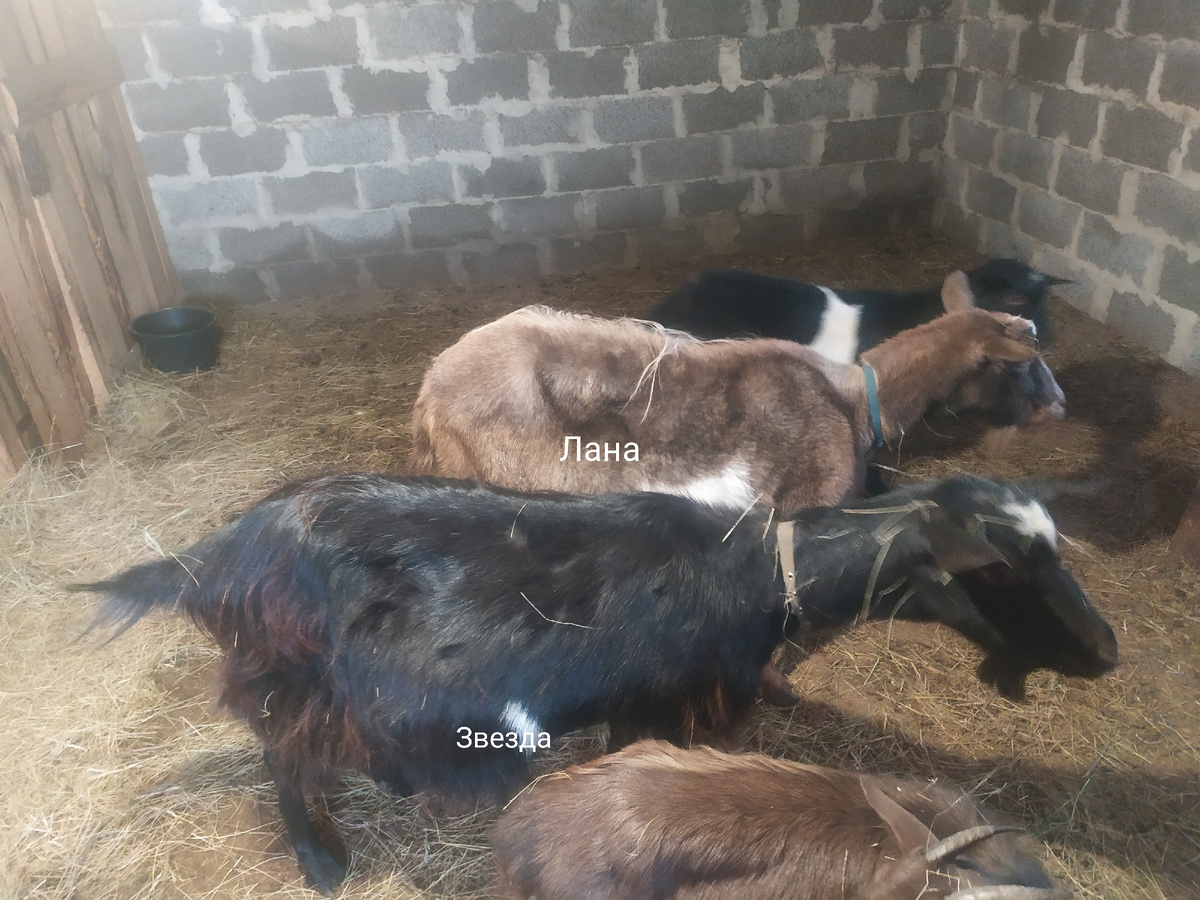 Вот этих подруг, моих самых первых коз я продала