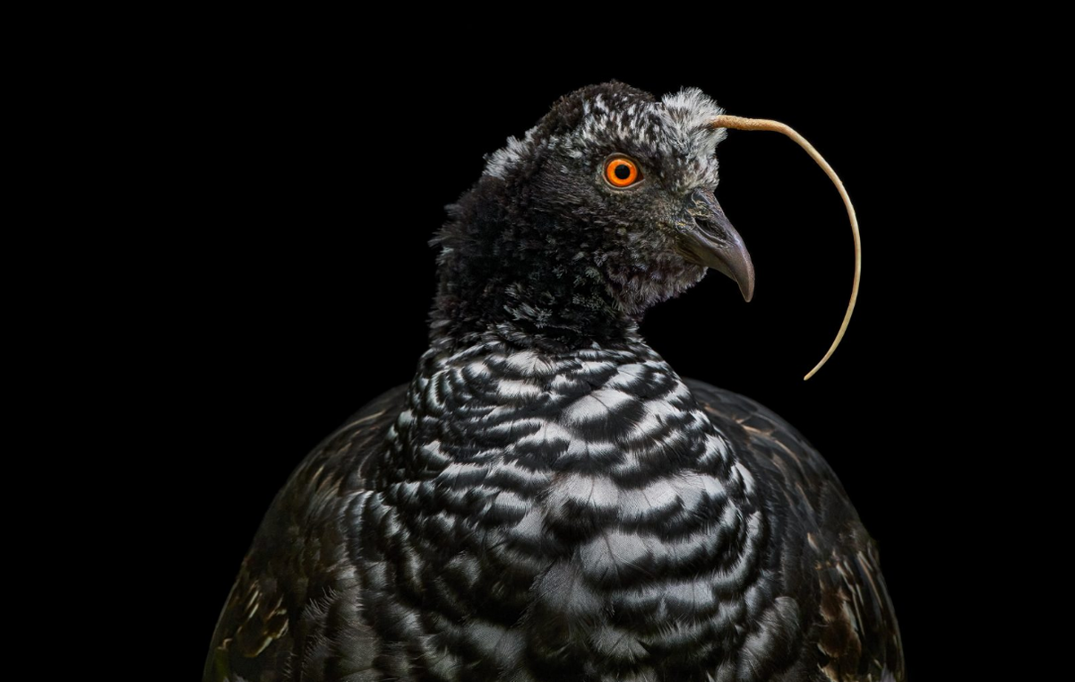 Особая птица. Филин пугач. Турако африка. Особая птица. Каравайка гнездо.