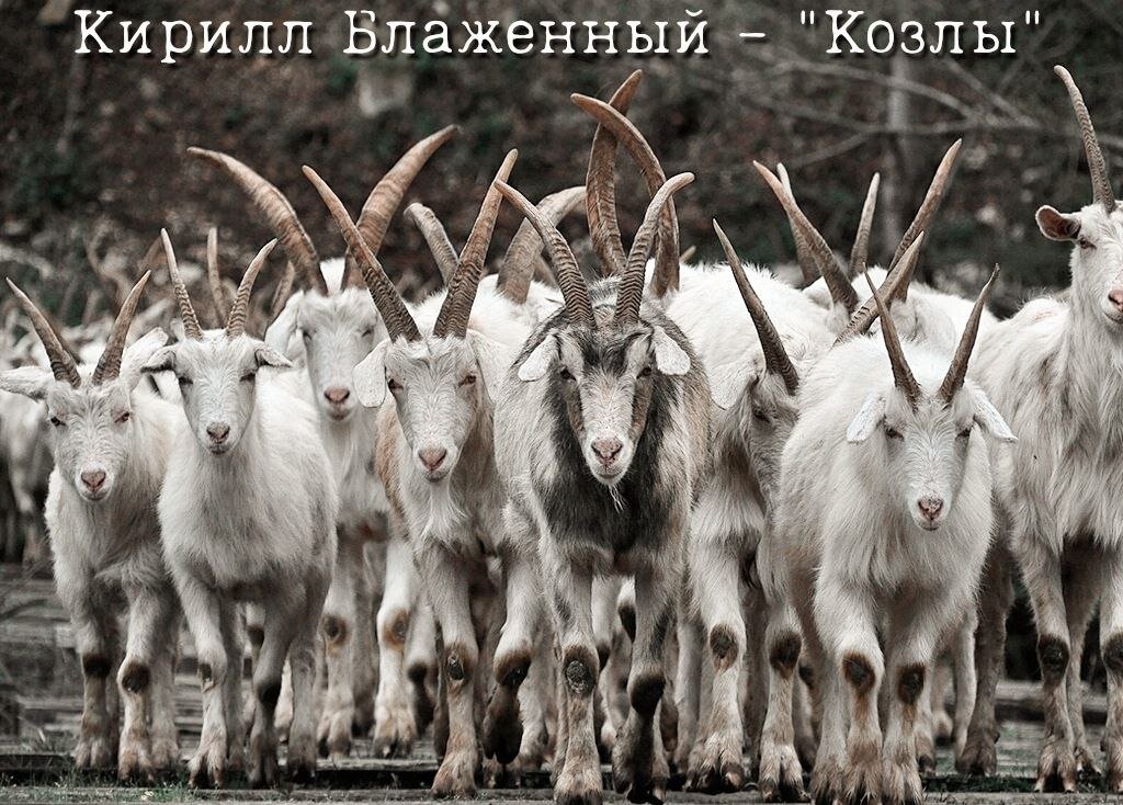 Тема козлов прослеживается в творчестве Кирилла Блаженного. Источник: https://clck.ru/fffNT 