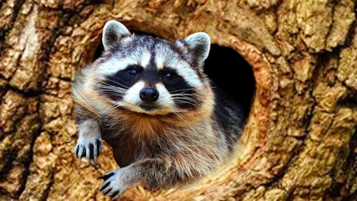 Енот в дупле