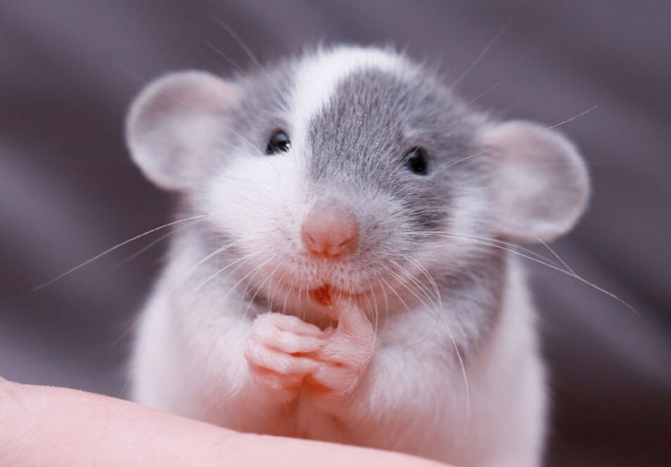 Мои дети обожают это милейшее животное.