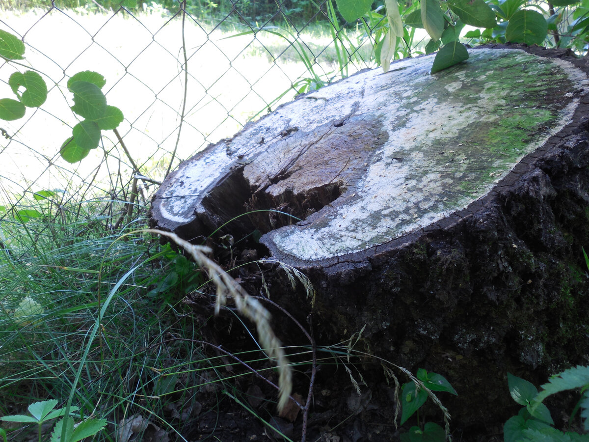 Оказалось, что она вот-вот рухнет. На поселковый трансформатор. Ствол в низу уже насквозь прогнивший!