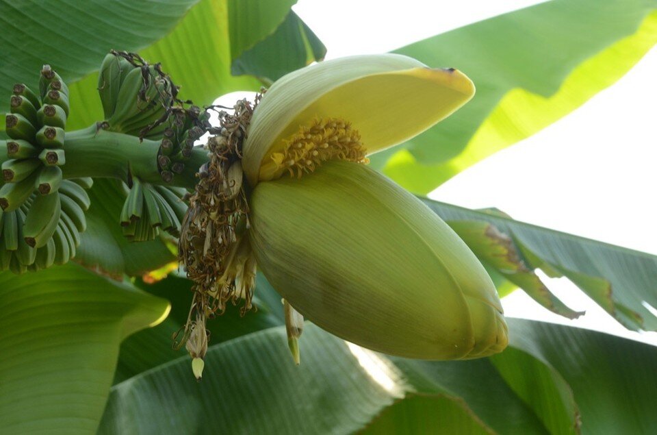     Банан Басио. Фото: Николай Носков/ Никитский ботанический сад (НБС-ННЦ РАН)/VK