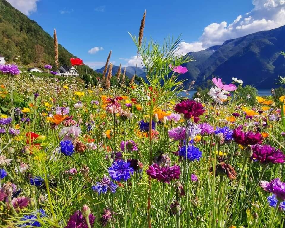 Цветы норвегии. Норвежские цветы. Норвегия цветы поставки. Norway Flower.