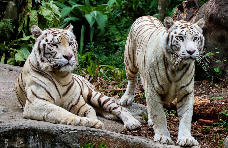 Белый тигр является пигментированной вариацией бенгальского тигра. У всех этих «альбиносов» (хотя на самом деле они не альбиносы) голубые глаза с круглыми зрачками.-2