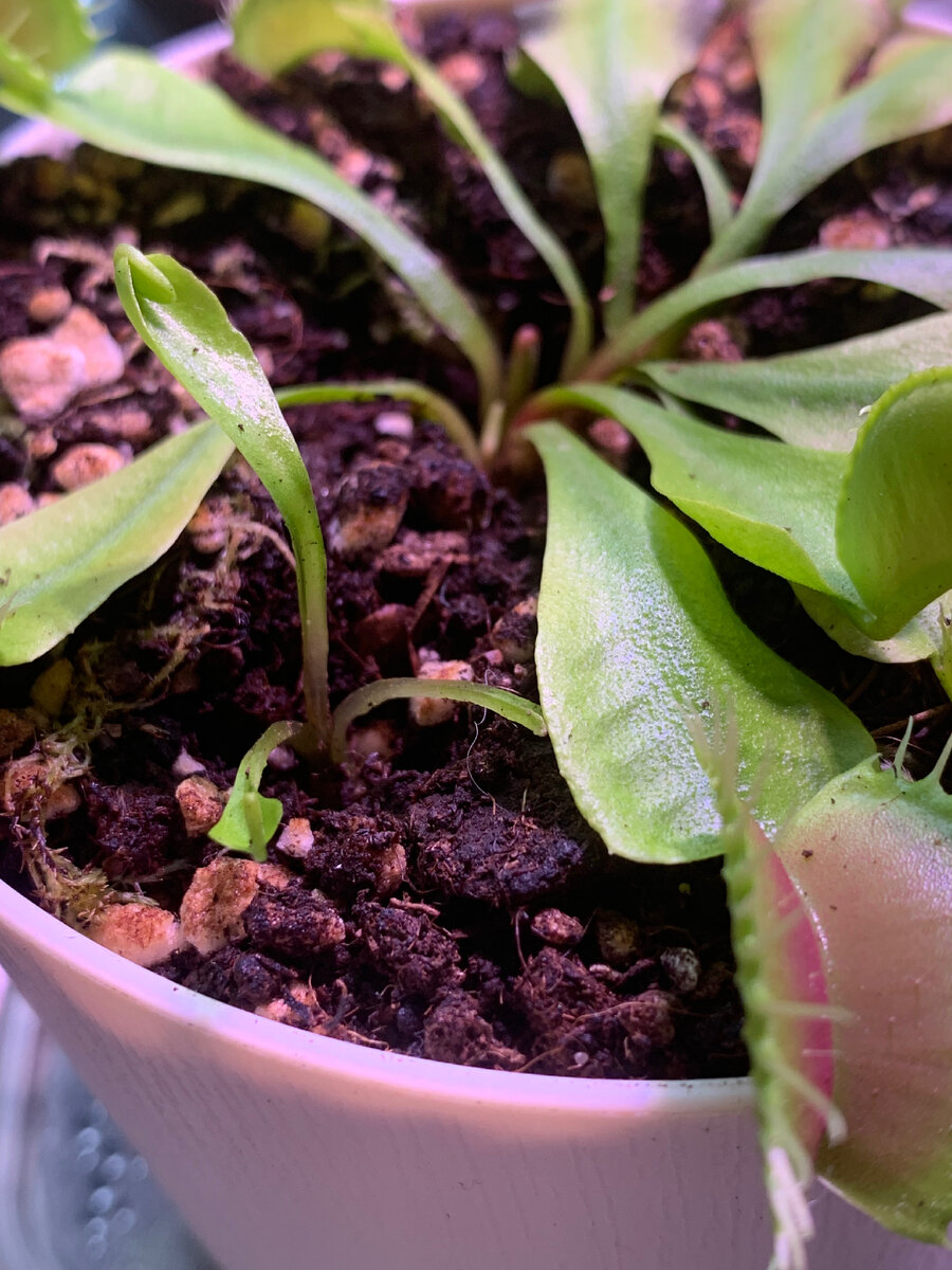 Венерина мухоловка (Dionaea muscipula).Ошибки в уходе и как их можно  исправить | Хищники в здании 🪴 | Дзен