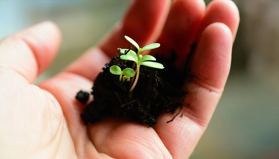 ЭМ-технология в растениеводстве