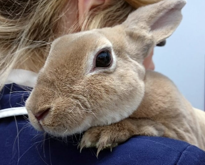 болезни кроликов